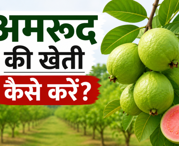 Amrud Ki Kheti Kaise Kare