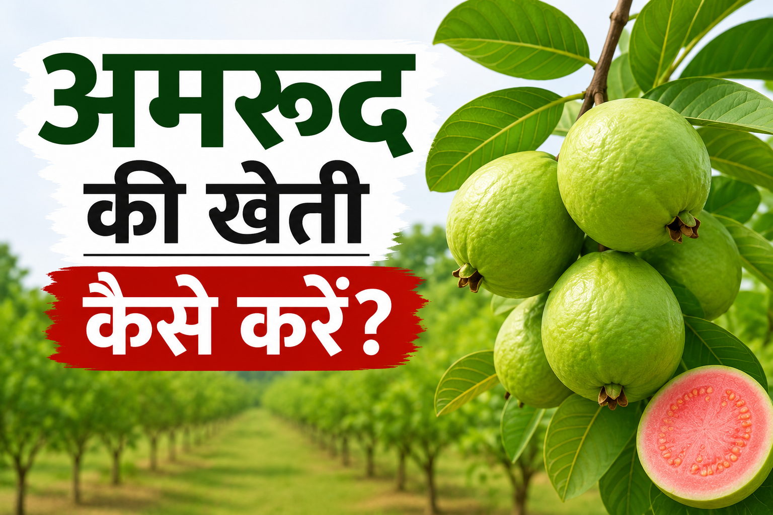 अमरूद की खेती कैसे करें? जानें बुवाई, लागत, उत्पादन और मुनाफा Amrud Ki Kheti Kaise Kare