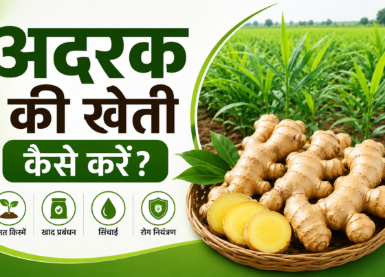 Ginger Farming