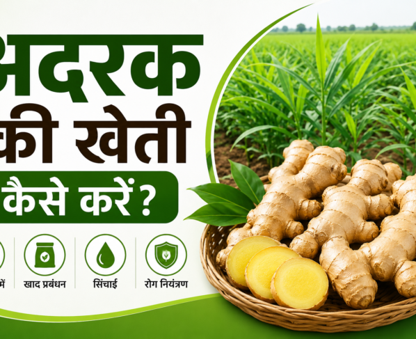 Ginger Farming