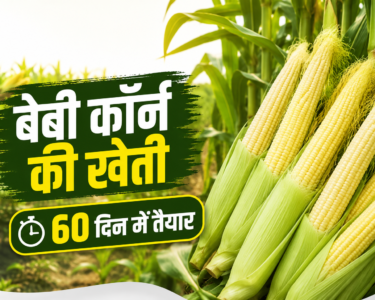 Baby Corn Farming
