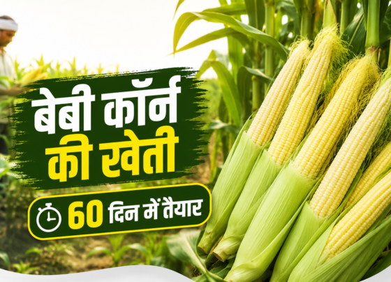 Baby Corn Farming