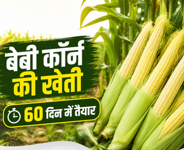 Baby Corn Farming
