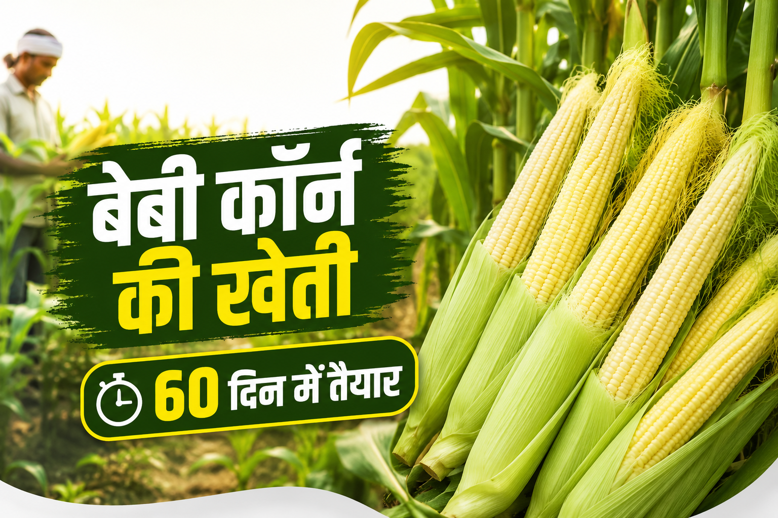 Baby Corn Farming: बेबी कॉर्न की खेती कैसे करें? 60 दिन में तैयार होने वाली लाभदायक फसल