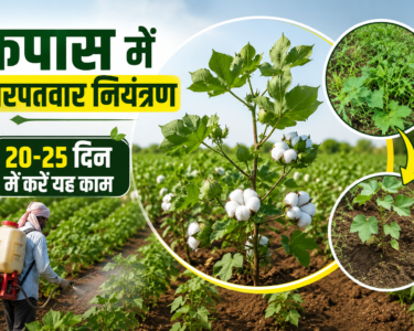 Cotton Farming India