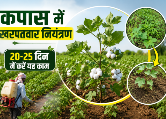 Cotton Farming India