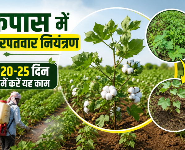 Cotton Farming India