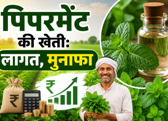 Peppermint Farming