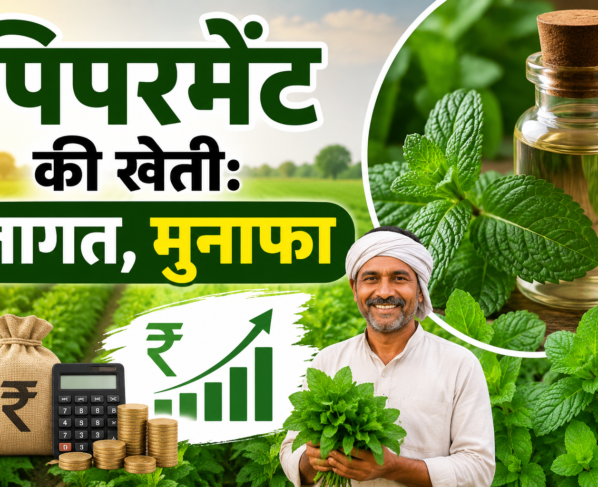 Peppermint Farming