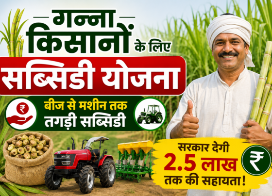 Sugarcane Farming