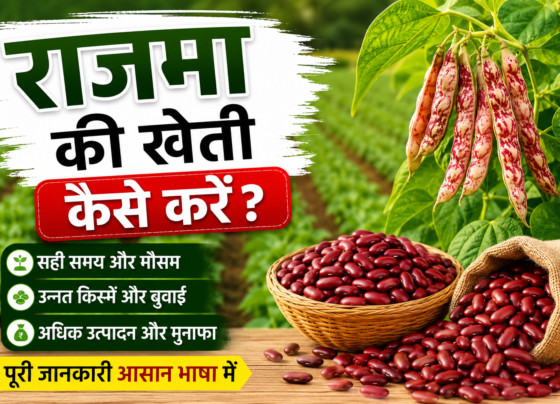 Rajma Farming