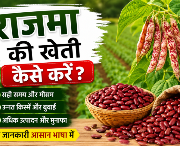 Rajma Farming