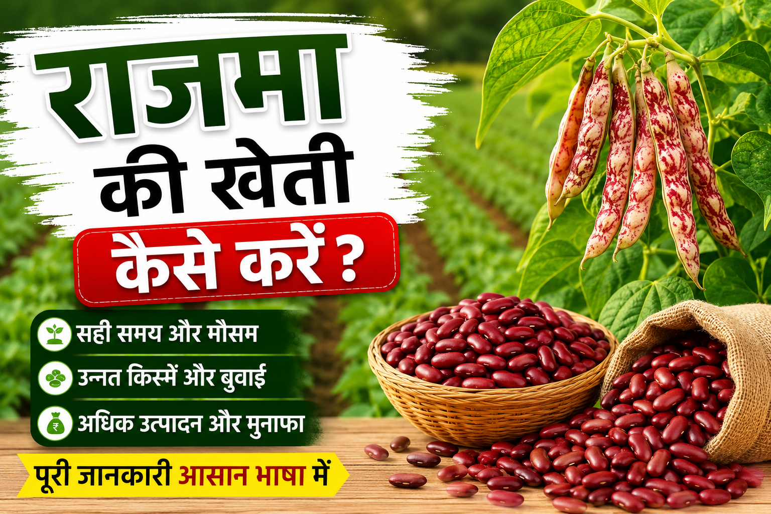 राजमा की खेती कैसे करें? उन्नत खेती की पूरी जानकारी Rajma Farming