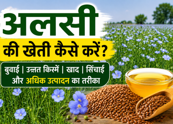 Flaxseed Farming