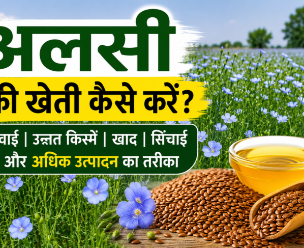 Flaxseed Farming