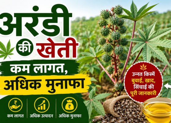 Castor Farming In India