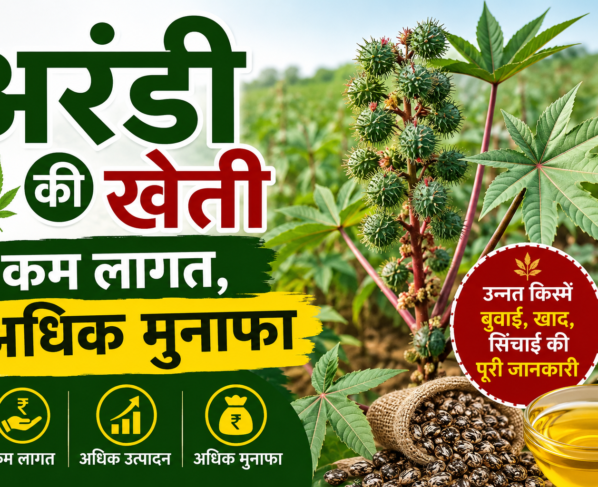 Castor Farming In India
