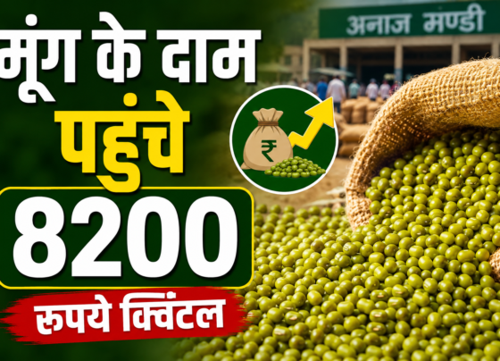 Moong Prices
