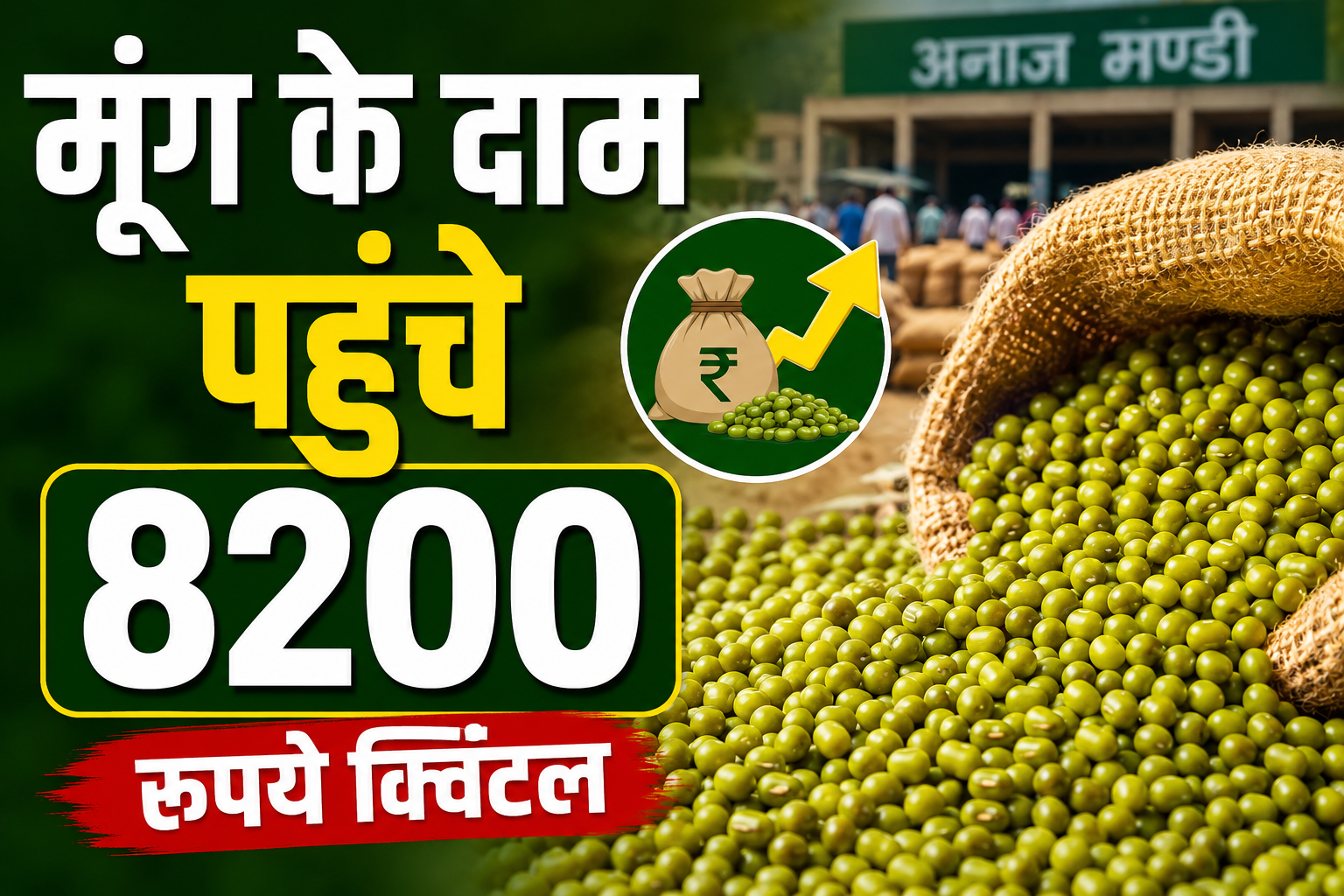 मूंग के दाम पहुंचे 8200 रुपये क्विंटल, मंडियों में रिकॉर्ड आवक से किसानों को होगा फायदा? Moong Prices