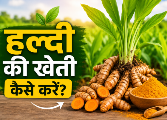Turmeric Farming