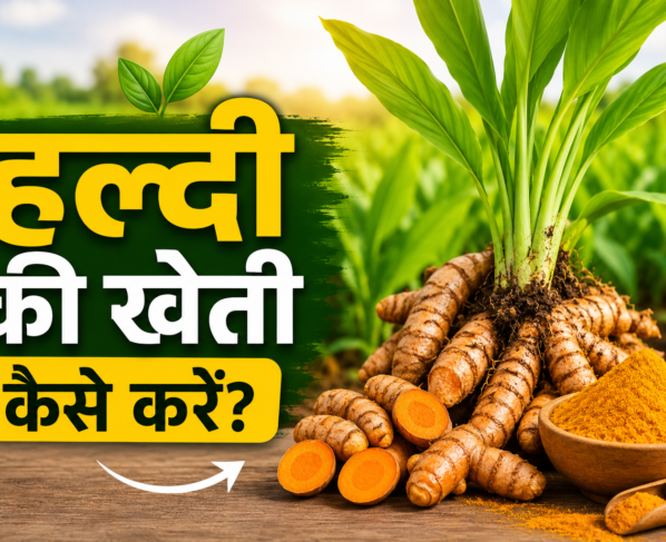 Turmeric Farming