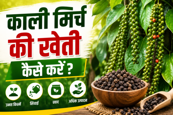 Black Pepper Farming