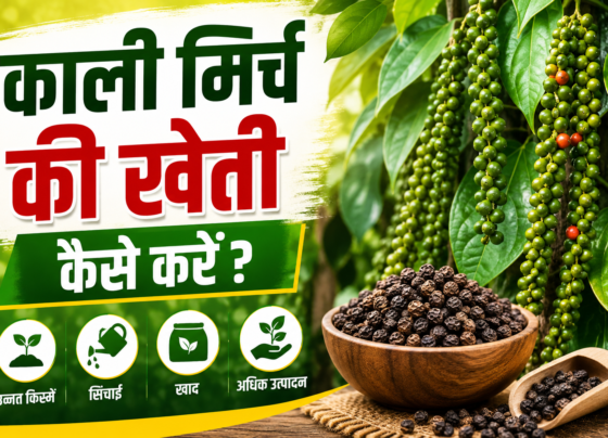 Black Pepper Farming