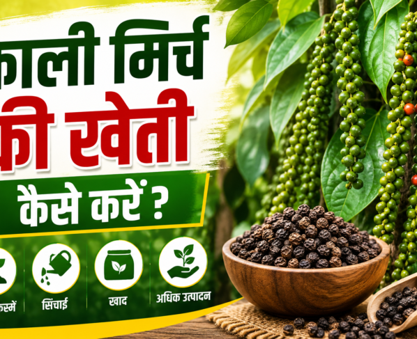 Black Pepper Farming