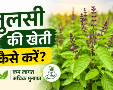 Tulsi Farming