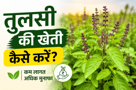 Tulsi Farming
