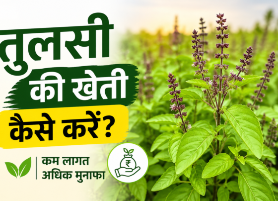 Tulsi Farming