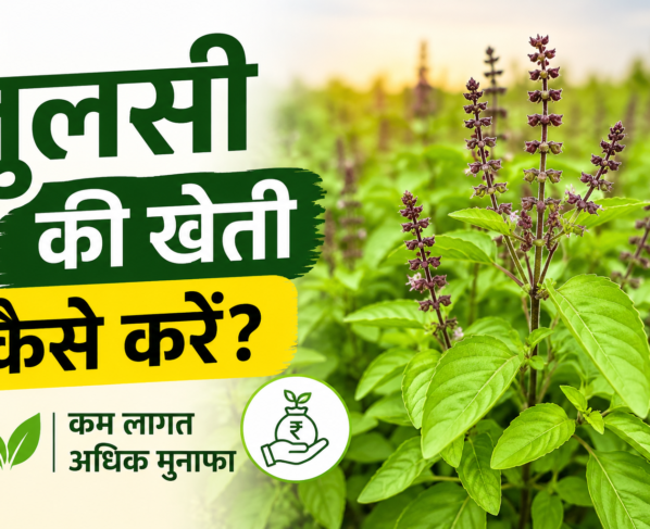 Tulsi Farming