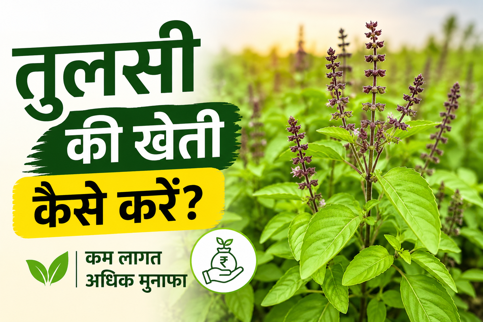 तुलसी की खेती कैसे करें? जानें उन्नत किस्में, बुवाई, सिंचाई, देखभाल और अधिक मुनाफे का तरीका Tulsi Farming
