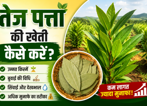 Bay Leaf Farming