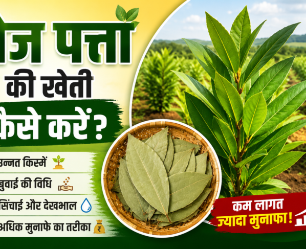 Bay Leaf Farming