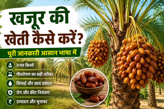 Date Palm Farming