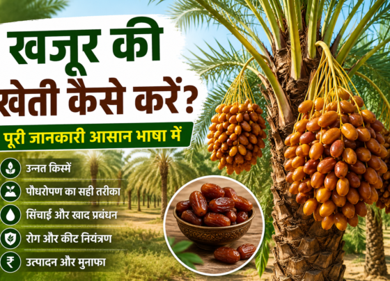 Date Palm Farming