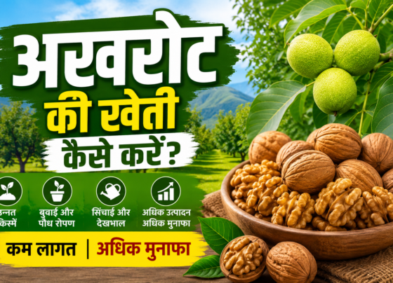 Walnut Farming