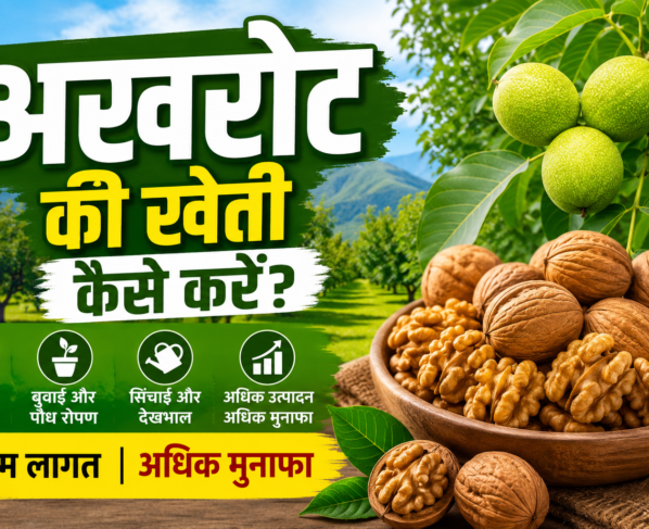 Walnut Farming