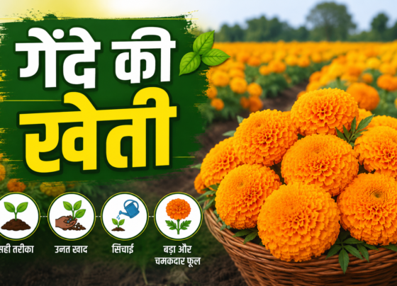 Marigold Farming Tips