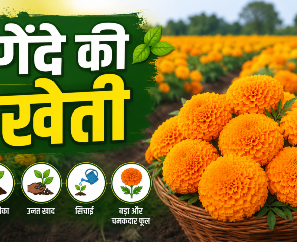 Marigold Farming Tips