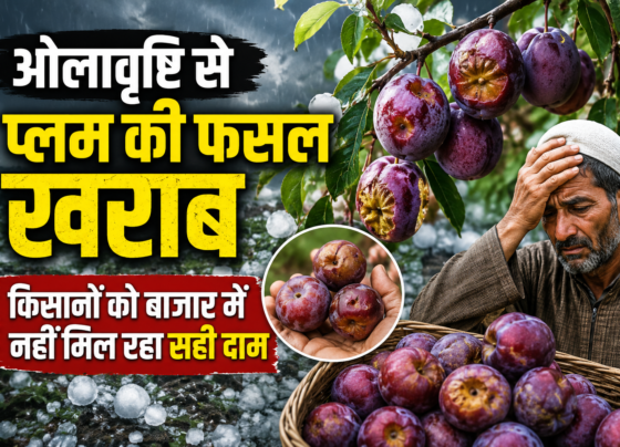 Plum Farmers Loss