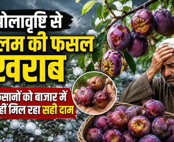 Plum Farmers Loss