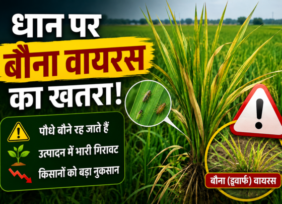 Rice Dwarf Virus