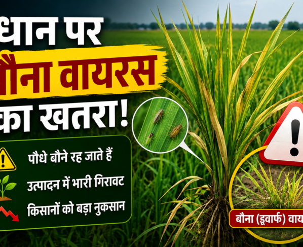 Rice Dwarf Virus
