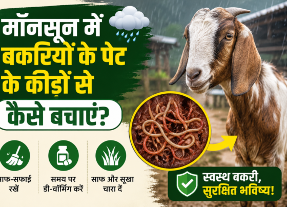 Rainy Season Goat Care