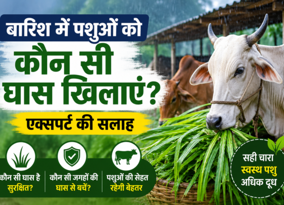 Green Fodder for Cows