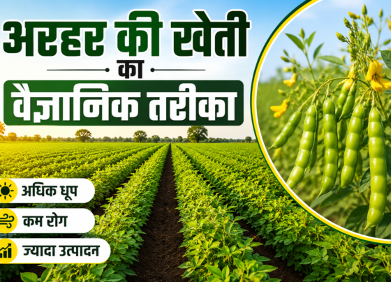 Pigeon Pea Sowing Method