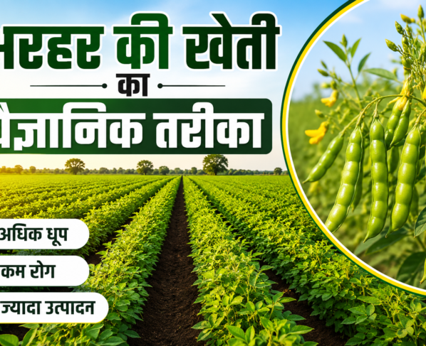 Pigeon Pea Sowing Method