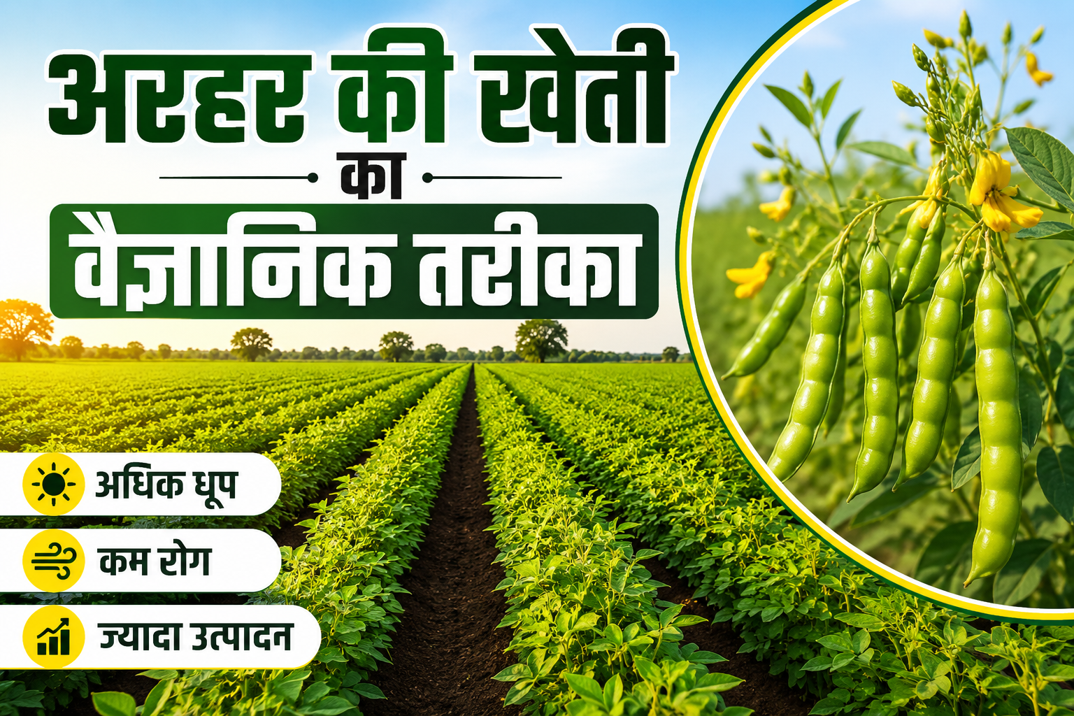 अरहर की खेती का वैज्ञानिक तरीका, फसल होगी मजबूत और उत्पादन होगा ज्यादा Pigeon Pea Sowing Method